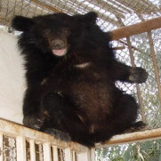 کمپین درخواست نجات نادیا، تنها خرس سیاه اسیر